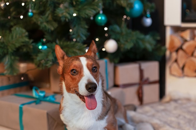 Welsh Corgi Pembroke Un perro de pura sangre y un regalo de Navidad Fiestas y eventos Navidad