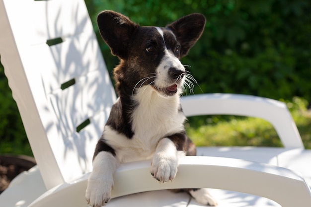 Welsh corgi Pembroke Un perro pura sangre sonriente en la naturaleza Mascotas