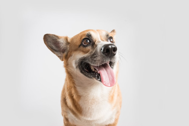 Welsh Corgi Pembroke perro sacando la lengua aislado