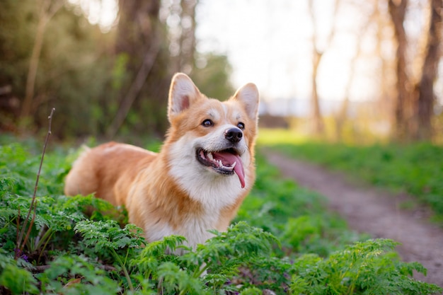 Welsh Corgi Pembroke perro sacó la lengua en un paseo en un parque de primavera