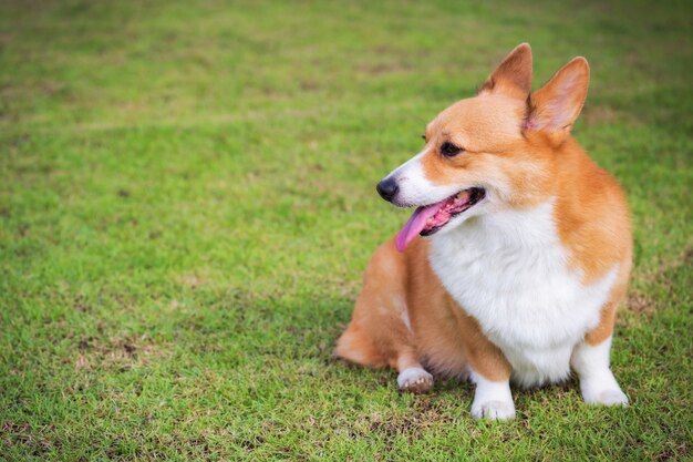 Welsh Corgi Pembroke perro