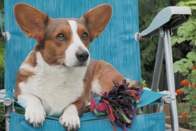 Welsh Corgi Pembroke Portrait Vollbluthund in einem öffentlichen Park Tierthemen