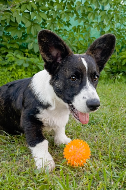 Welsh corgi Pembroke Puro-sangue cão com um brinquedo no gramado closeup Animais de estimação