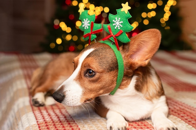 Welsh corgi Pembroke puro-sangue cão na árvore de Natal feriados e eventos de Natal