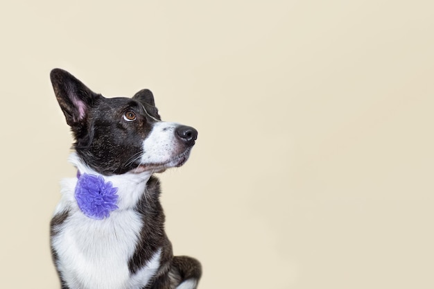 Welsh Corgi Pembroke Retrato de um cão puro-sangue Feriados e eventos Copiar espaço