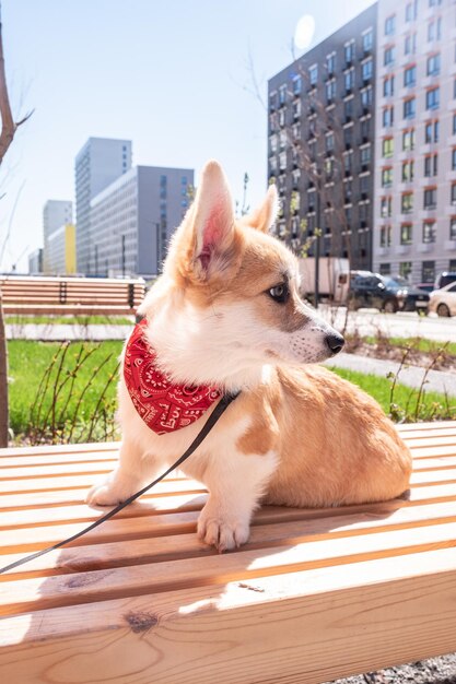 Welsh Corgi Pembroke sentado en la hierba en el concepto de mascota del parque