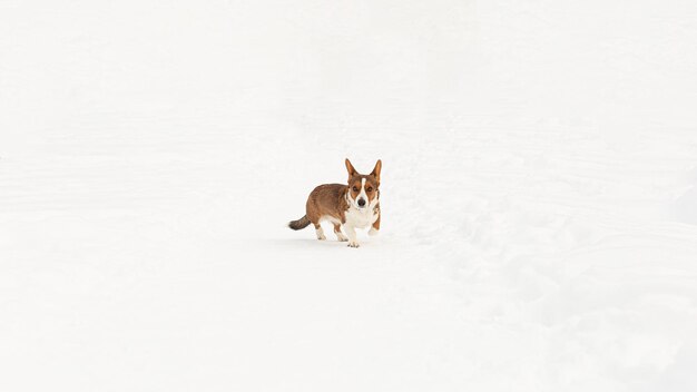 Welsh Corgi Pembroke Tierthemen Vollbluthund im Winter Kopieren Sie Platz