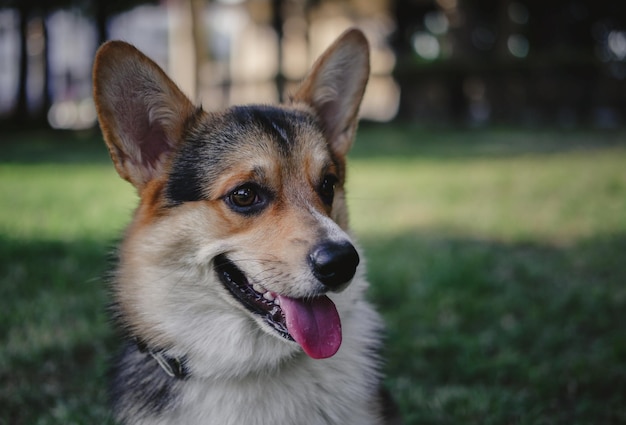 Welsh Corgi Pembroke tricolor no Parque, um pequeno cão puro-sangue deitado na grama