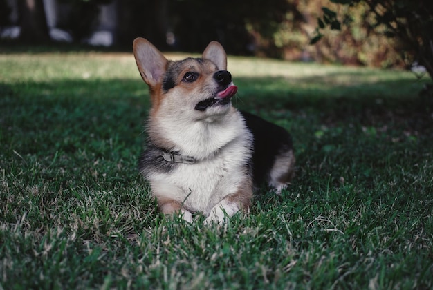 Welsh Corgi Pembroke tricolor no Parque, um pequeno cão puro-sangue deitado na grama