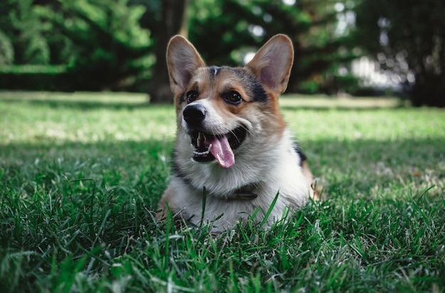 Welsh Corgi Pembroke tricolor no Parque, um pequeno cão puro-sangue deitado na grama