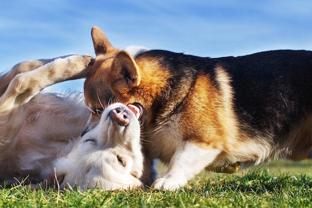 Welsh Corgi Pembroke und Golden Retriever spielen im Garten auf grünem Gras