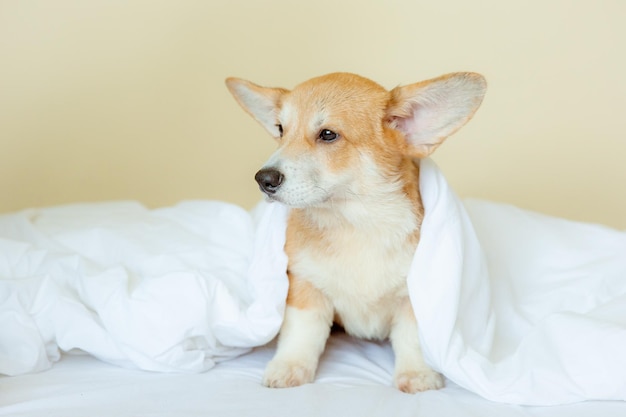 Welsh Corgi Welpe im Schlafzimmer auf dem Bett zu Hause unter einer Decke