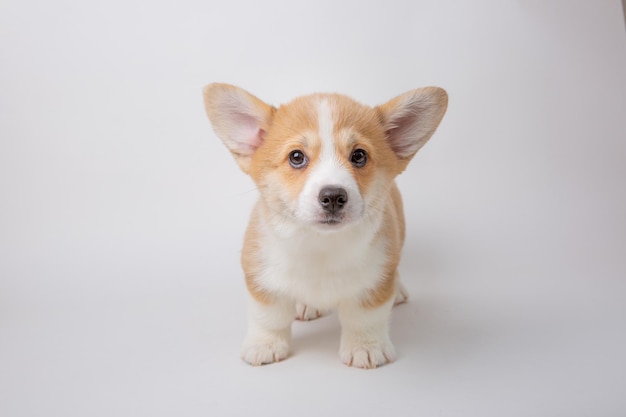 Welsh Corgi Welpe isoliert auf weißem Hintergrund süße Haustiere