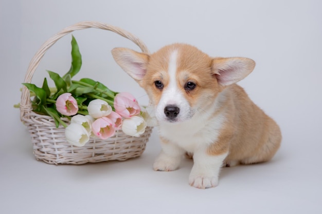 Welsh Corgi Welpe mit einem Strauß Frühlingsblumen isoliert auf weißem Hintergrund süße Haustiere