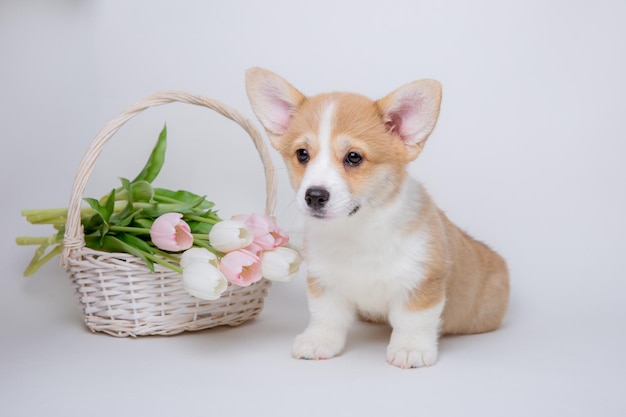 Welsh Corgi Welpe mit einem Strauß Frühlingsblumen isoliert auf weißem Hintergrund süße Haustiere