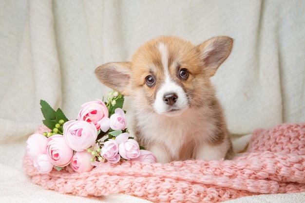 Welsh Corgi Welpe sitzt auf einem beigen Hintergrund