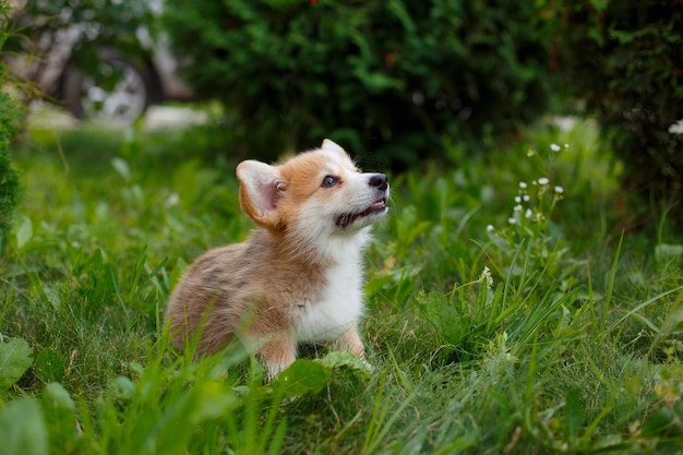 Welsh Corgi Welpenspaziergang