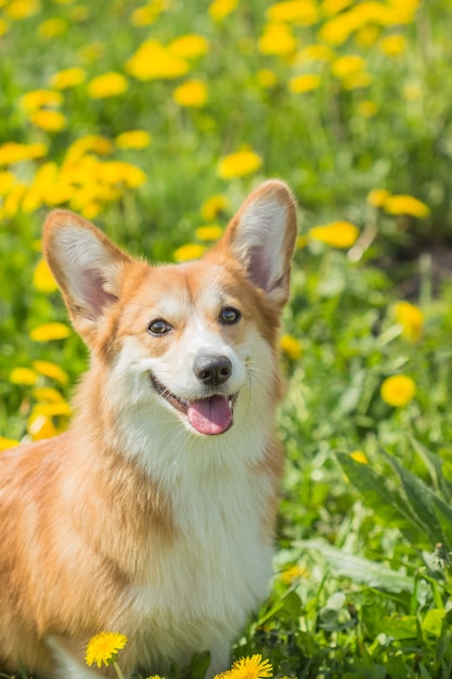 Welsh Kogri cão cor vermelha sentado na grama verde