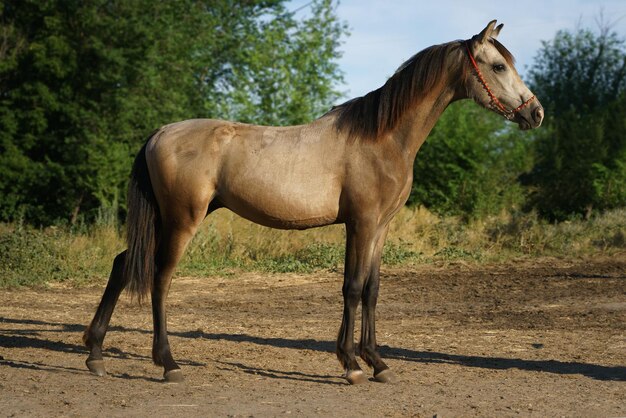 Welsh-Ponyfohlen in Buckskin-Farbe in Exterieurhaltung