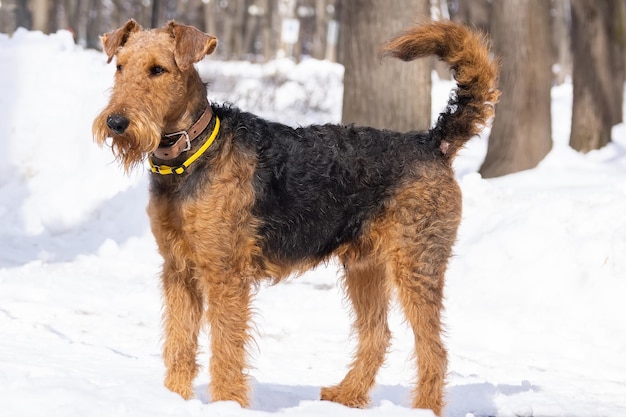 Welsh Terrier zeigt Hundetricks im verschneiten Park