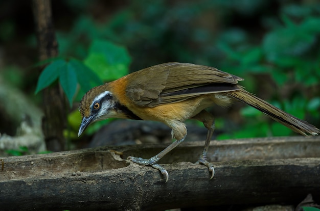 Wenig Necklaced Laughingthrush, das auf Niederlassung in der Natur hockt