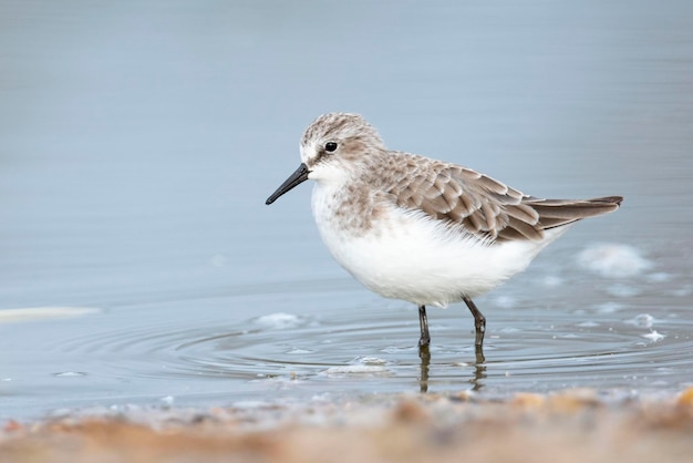 Wenig Stint Calidris minuta Malaga Spanien