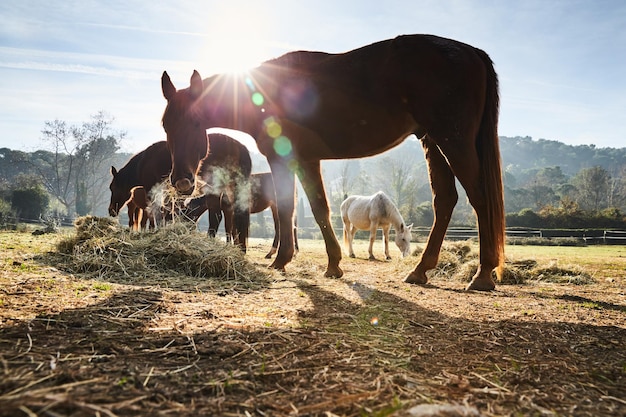 Wenige Wildpferde grasen am frühen Morgen auf einem Feld und fressen Graspferde, die in die Kamera schauen