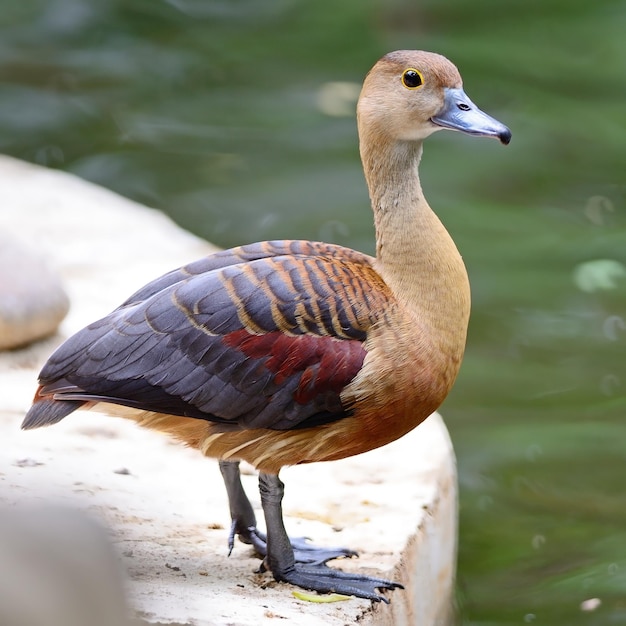 Weniger WhistlingDuck