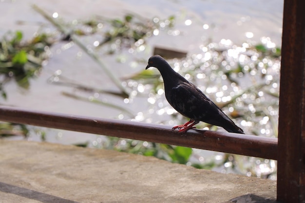 Wenn ich ein Vogel wäre