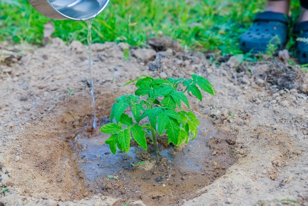 Wenn Sie Tomatensämlinge pflanzen, gießen Sie sie gut