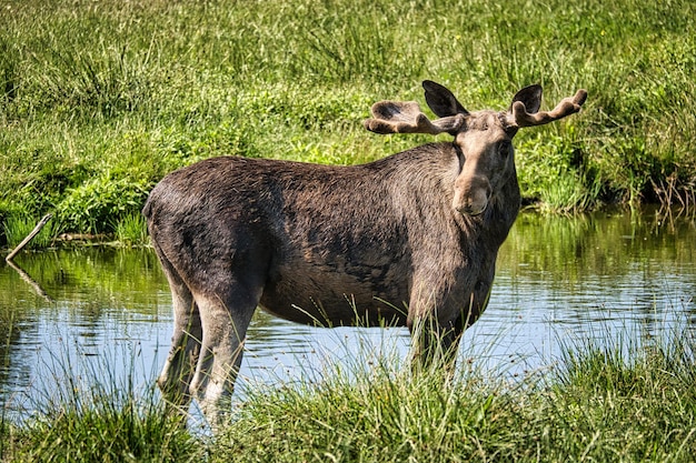 Foto wer ein elch in der wildnis treffen durfte, wird diese erfahrung nicht vergessen.