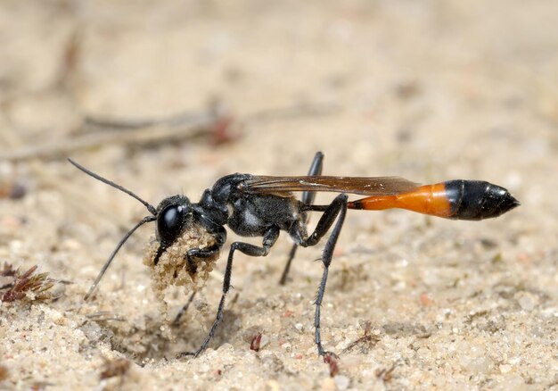 Wespe Ammophila sabulosa