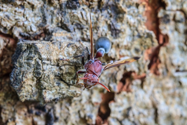 Wespe auf Rindenbaum