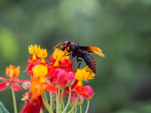 Foto wespe mit rotem blumennaturhintergrund