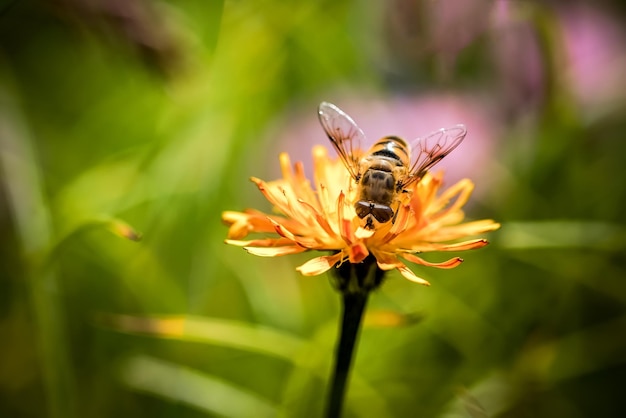 Wespe sammelt Nektar von Blume Crepis Alpina