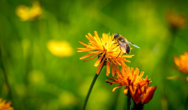 Wespe sammelt Nektar von Blume Crepis Alpina