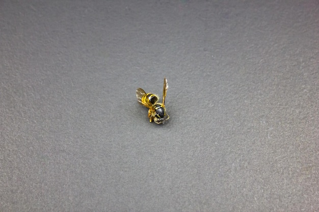 Wespenbiene auf dunklem Hintergrund Biene mit gelben Streifen