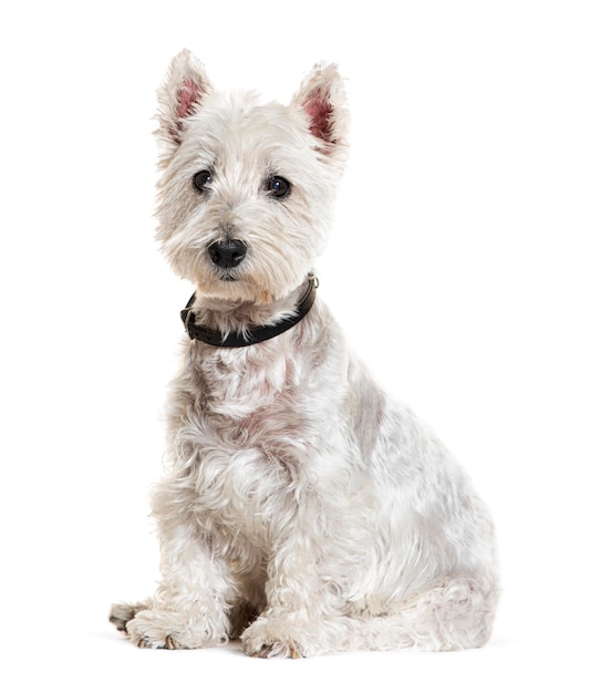 West Highland Terrier vestindo um ccollar isolado em branco