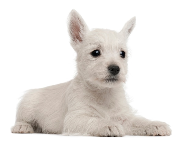 West Highland Terrier Welpe, 7 Wochen alt,