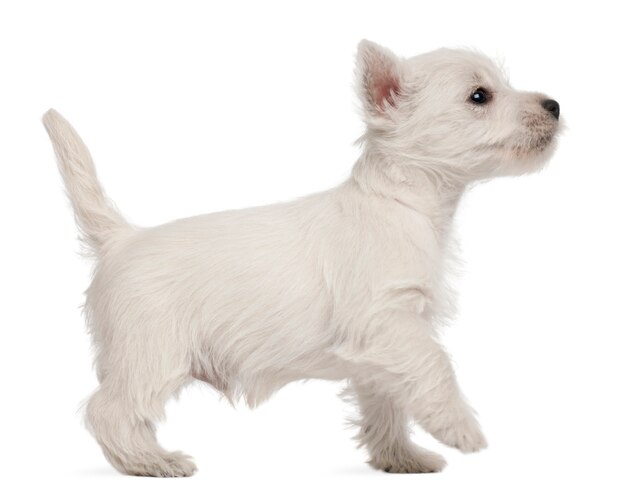 West Highland Terrier Welpe, 7 Wochen alt,