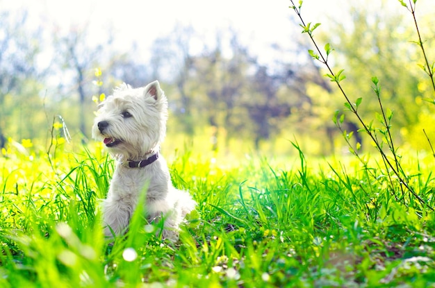 West Highland Terrier