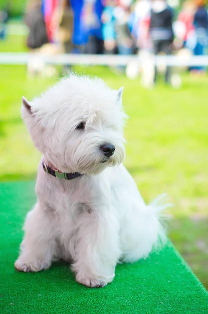 West Highland Terrier