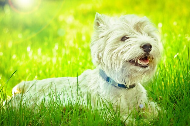 West Highland Terrier