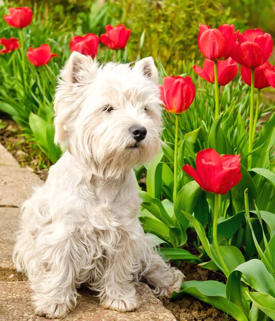 West Highland Terrier