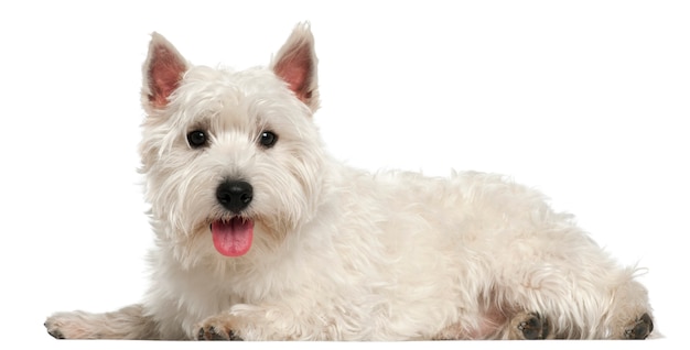 West Highland White Terrier, 10 Monate alt, liegend