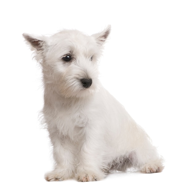 Foto west highland white terrier con 3 meses.