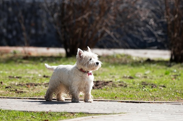 West Highland White Terrier auf einer Sommerwiese