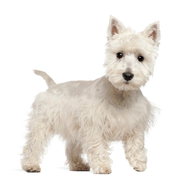 West Highland White Terrier cachorro de pie contra el fondo blanco.