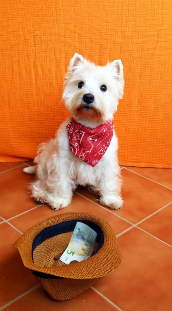 West highland white terrier cachorro westie senta e pergunta, chapéu com dinheiro na frente dele Mendigo de cachorro branco