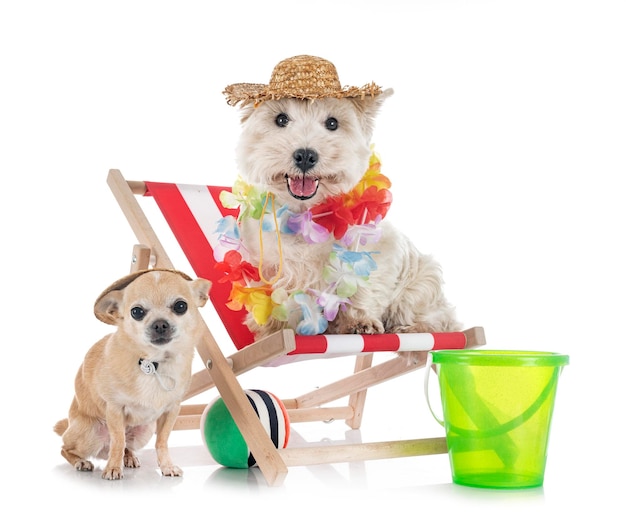 West Highland white terrier e chihuahua